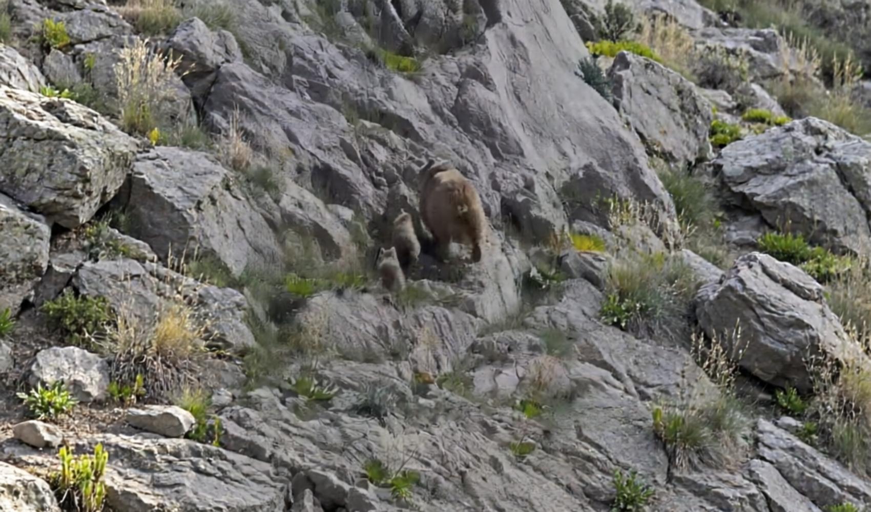 Tunceli Ovacık’ta anne ayı ve yavruları doğal yaşam alanında görüntülendi