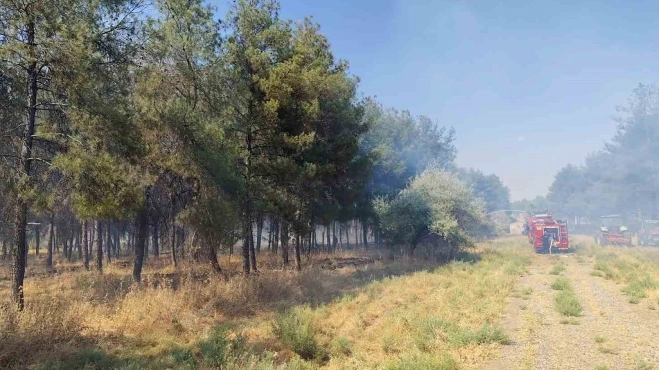 Dicle Üniversitesi yerleşkesinde örtü yangını