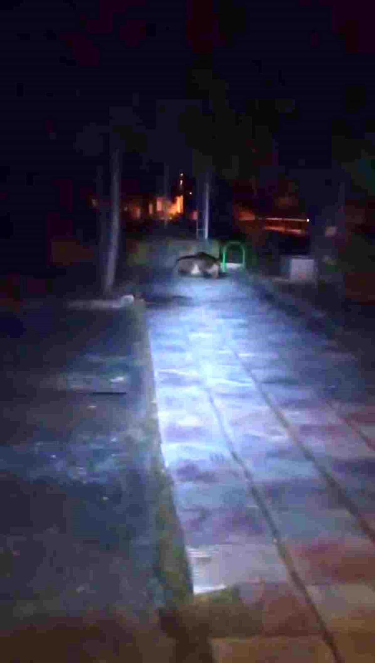 Bolu'da çocuk parkına ayı girdi