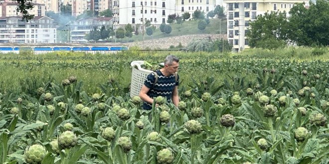 Milyonlarca liralık konutların arasında tarımsal üretim mücadelesi