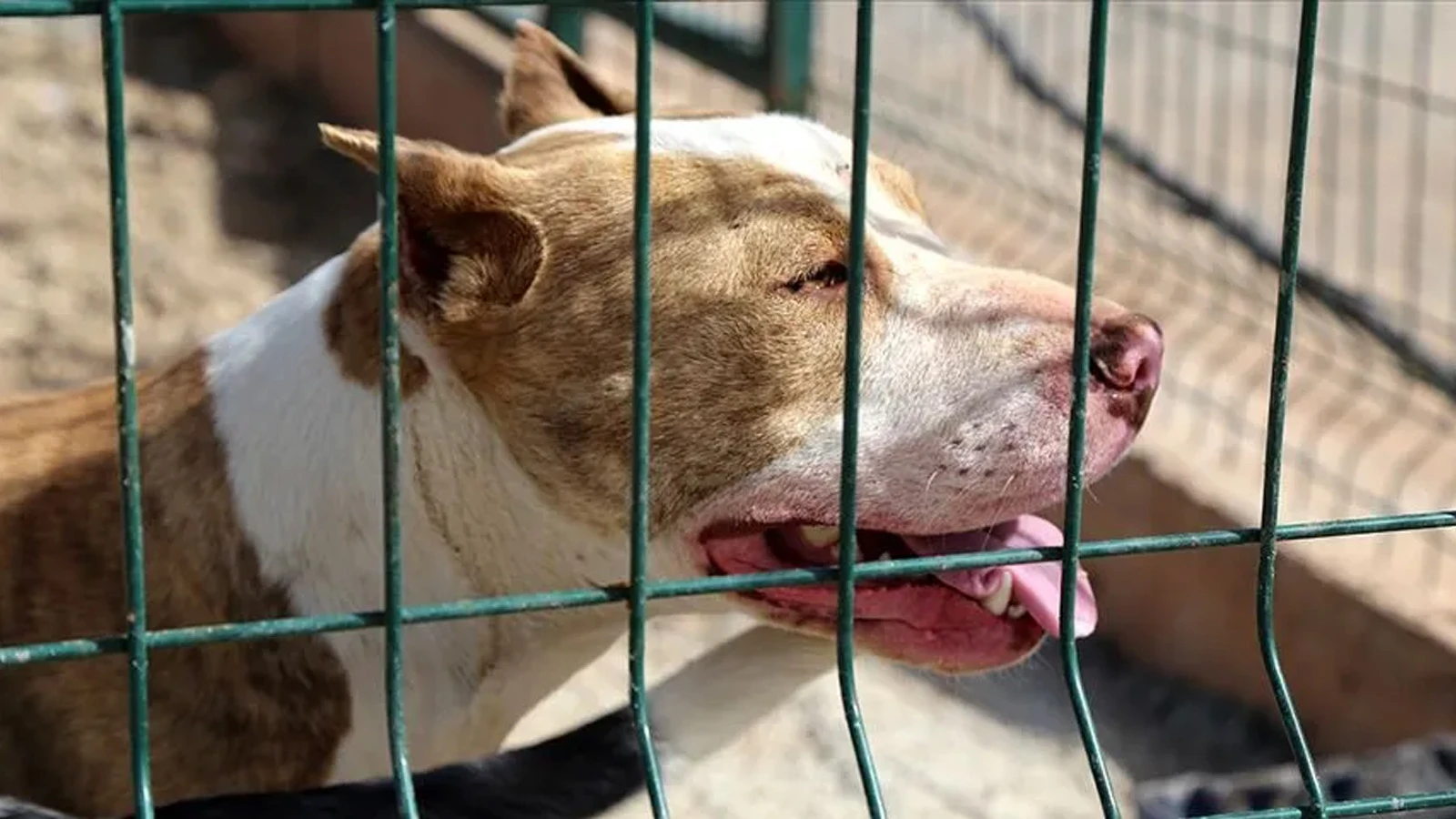 4 yaşındaki çocuk pitbull saldırısında hayatını kaybetti