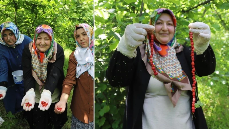 Sırrı dağlarda saklı! Ordu'da dağlardan toplanıp servete dönüşüyor: Resmi olarak tescillendi!