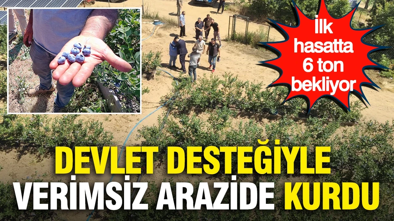 Devlet desteğiyle verimsiz arazide kurdu... İlk hasatta 6 ton bekliyor