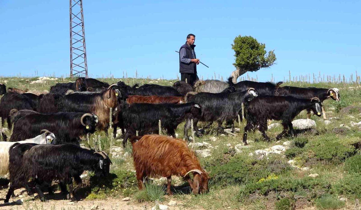 Türkiye'nin keçi yetiştirme merkezi Mersin: Toroslar yeşerdi, Yörüklerin zorlu mesaisi başladı