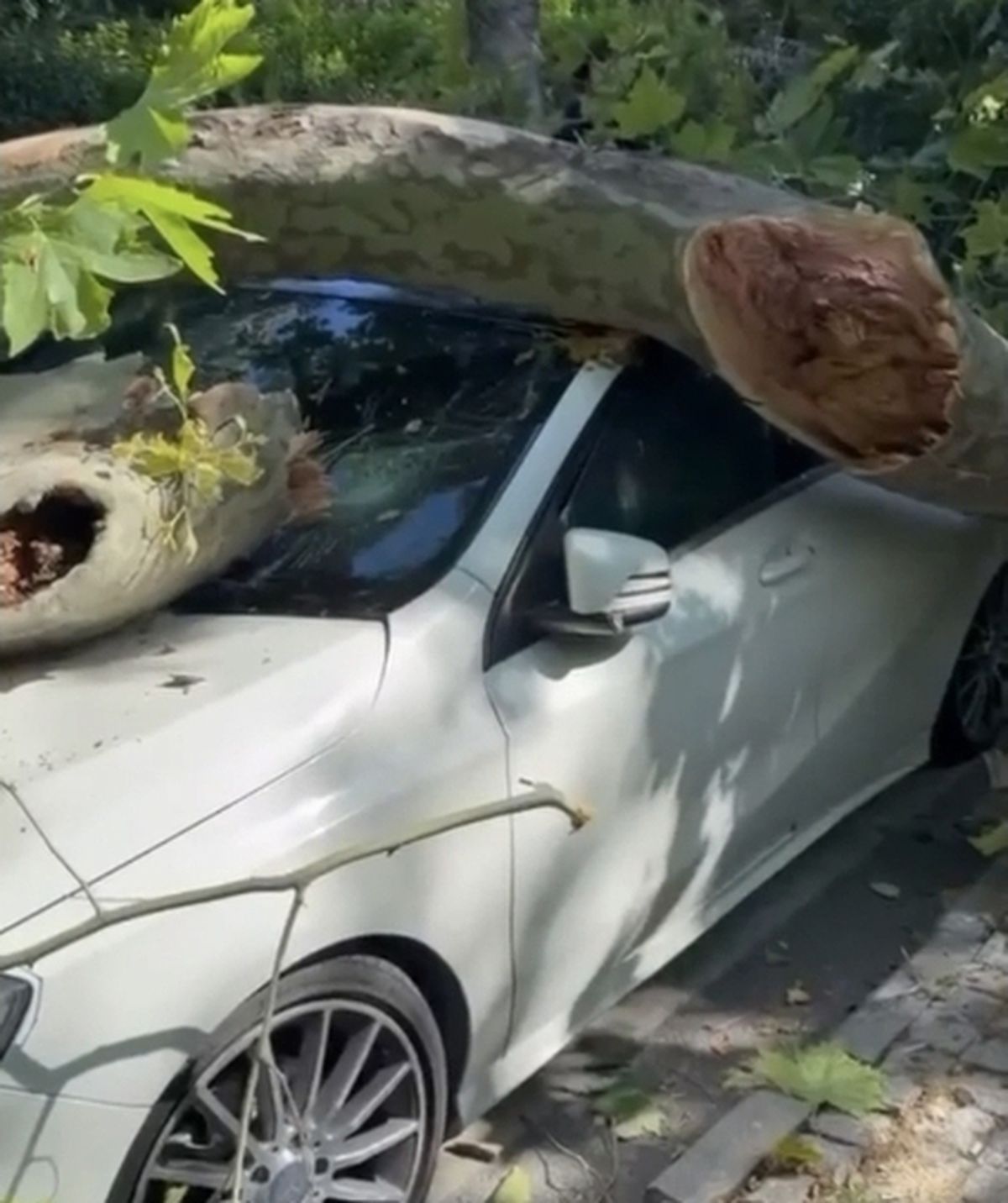 Bakırköy'de Asırlık Çınar Ağacı Otomobilin Üzerine Devrildi