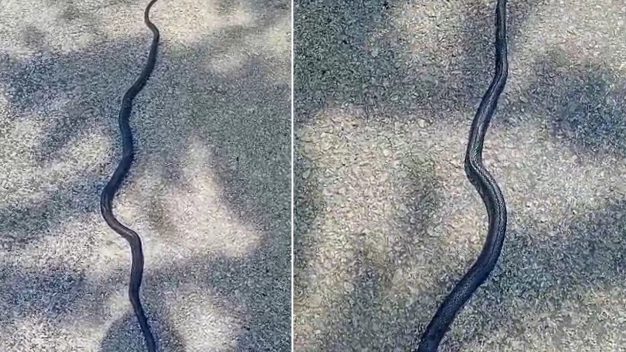 Kahramanmaraş'ta doğada 2 metre uzunluğu ile ortaya çıktı! Gören hayretler içinde kaldı