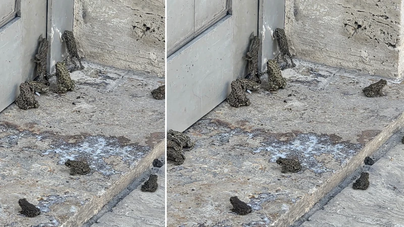 Yağmur sonrası ortaya çıktılar: Sivas'ta sağanak sonrası kara yolu ve akaryakıt istasyonunda kurbağa yoğunluğu gözlendi