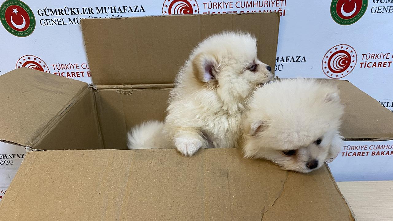 Kapıkule’de 6 pomeranian yavru köpek ele geçirildi