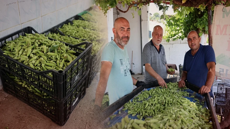 Kilogramı 150-200 Lira Arasında: Aydın'da Dev Bamya Hasadı Dönemi Başladı | AYDIN YEREL HABERLERİ
