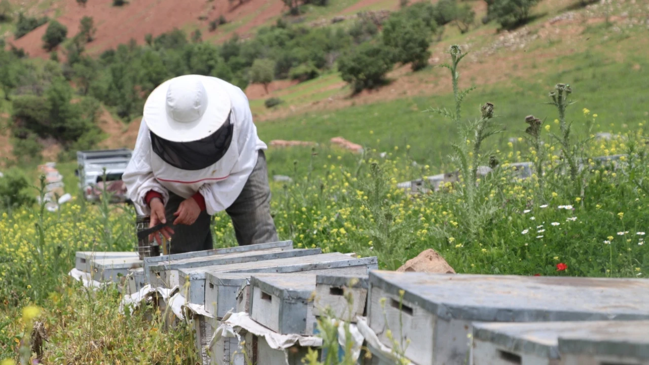 Devlet desteğiyle kuruldu: Yayla yayla gezerek üretiyorlar