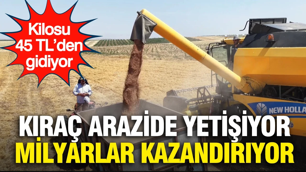 Kıraç arazide yetişiyor, milyarlar kazandırıyor: Kilosu 45 TL’den gidiyor