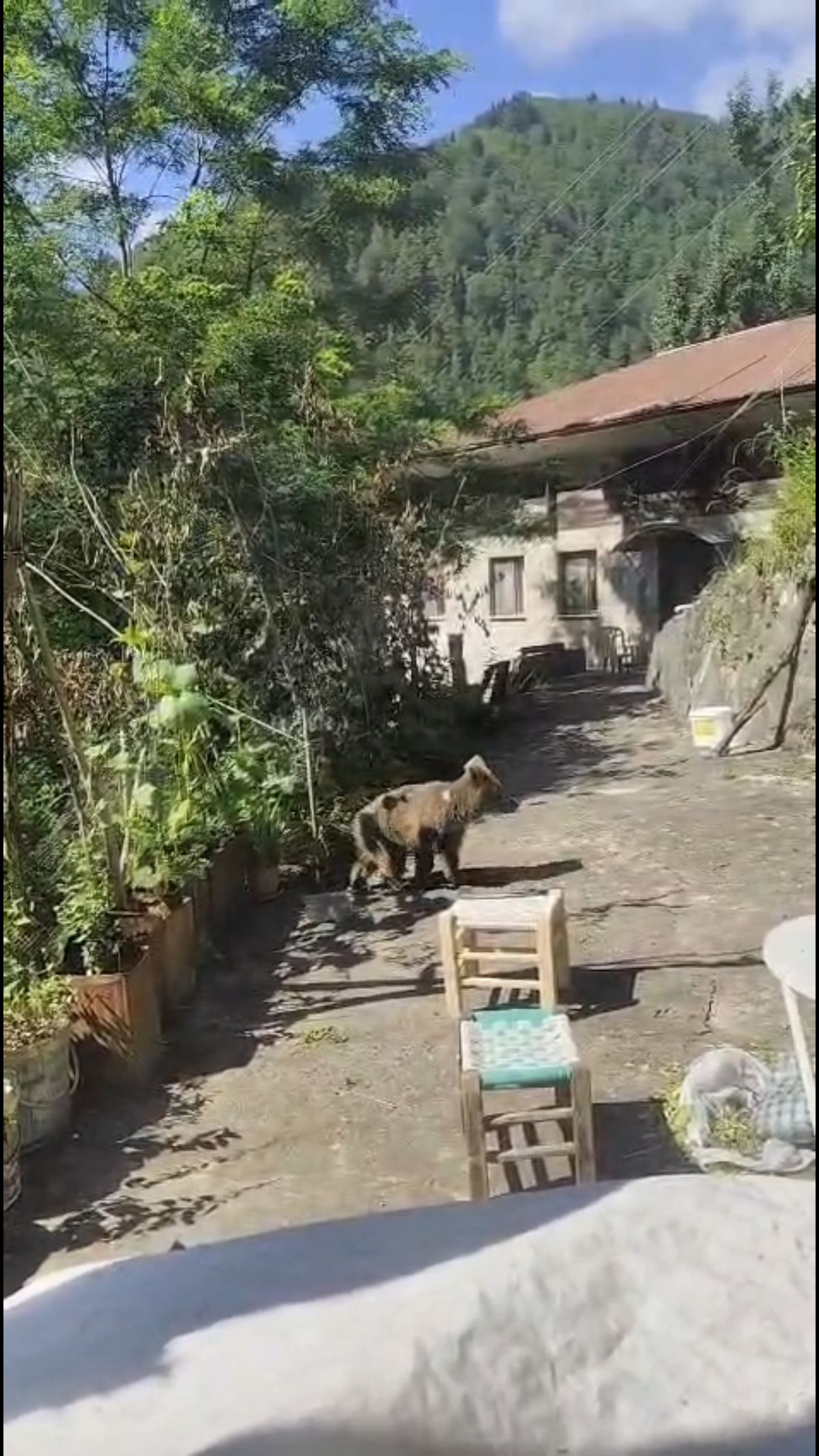 Rize'de Yavru Ayı Ev Halkı Tarafından Beslendi