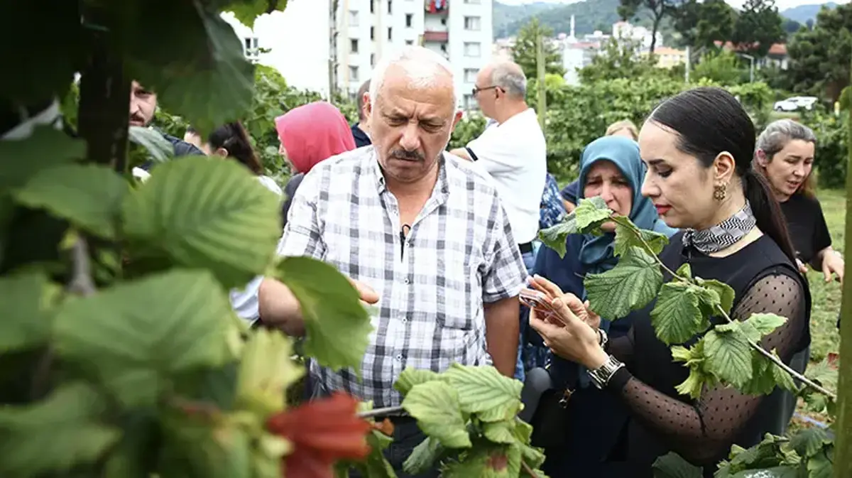 Fındık bahçesi olanlar dikkat: Verimi 6 kat artıran mucize yöntem! Ocak sistemi tarihe karışıyor, İşte yeni terbiye yönteminin sırrı!