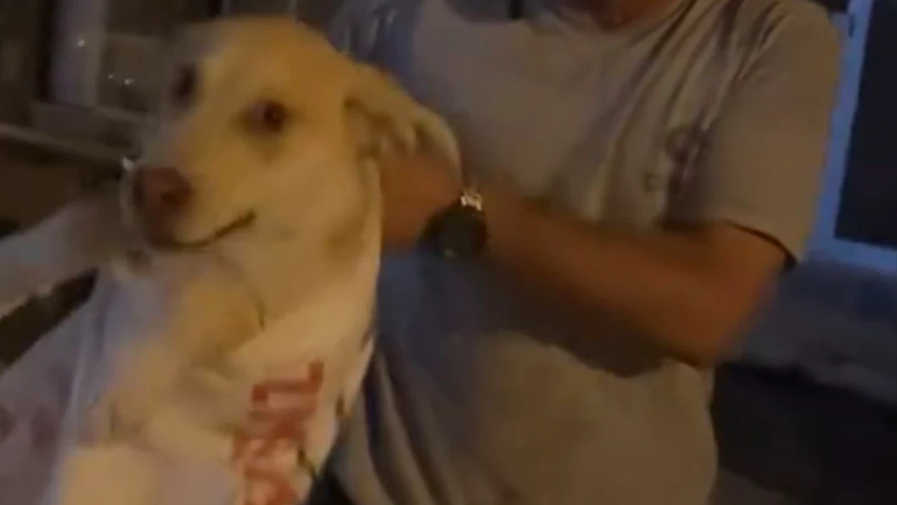 Köpeği çuvala koyup götürmek istedi, hayvansever kadın müdahale etti