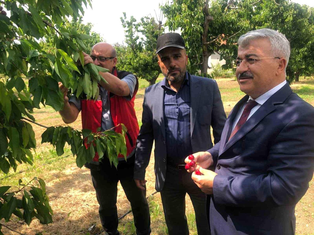 Akşehir Kirazı'nın geleceği sahada değerlendirildi
