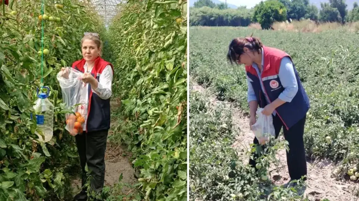 Söke'de domates hasadı öncesi dev pestisit operasyonu: Seralarından numuneler toplanıyor