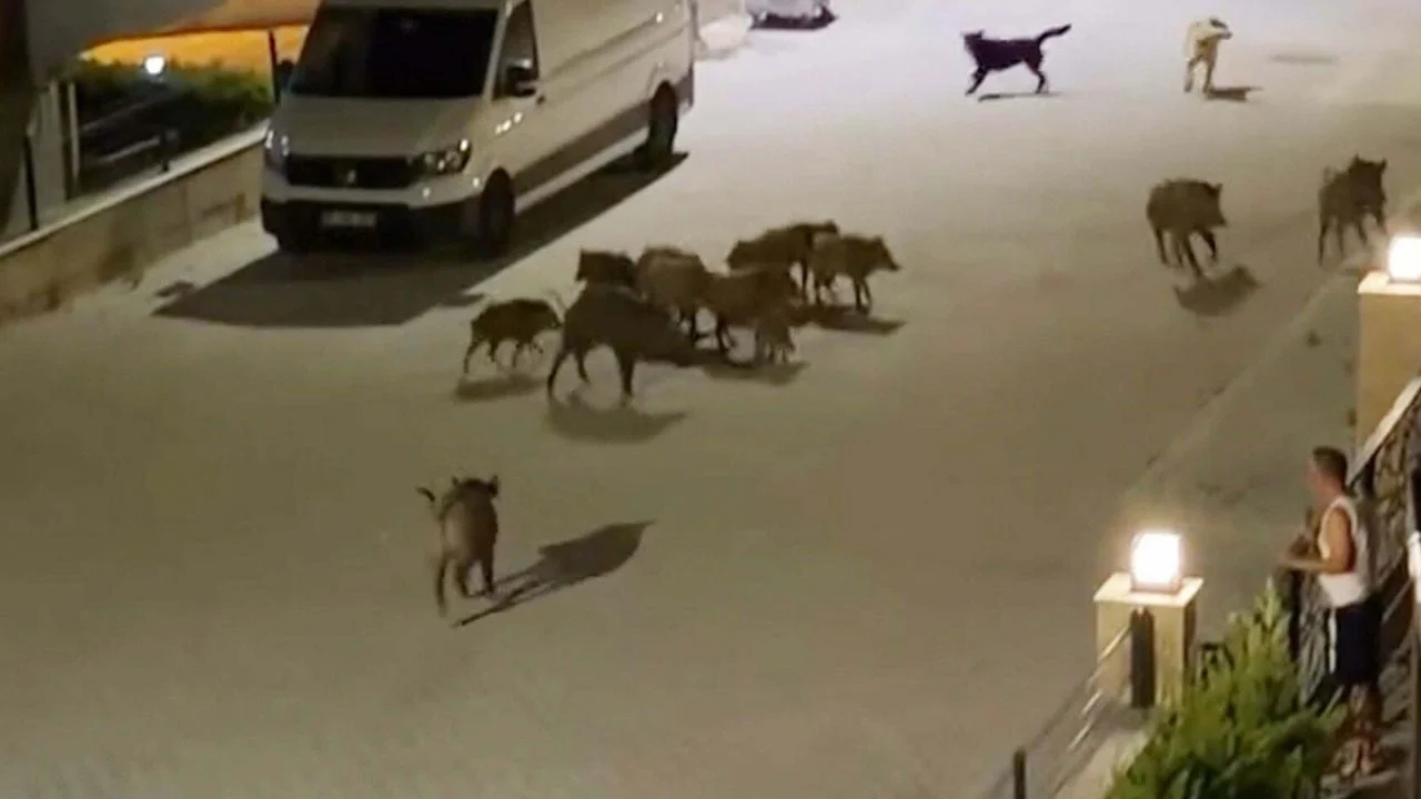Başıboş köpekler yavru yaban domuzuna saldırdı!