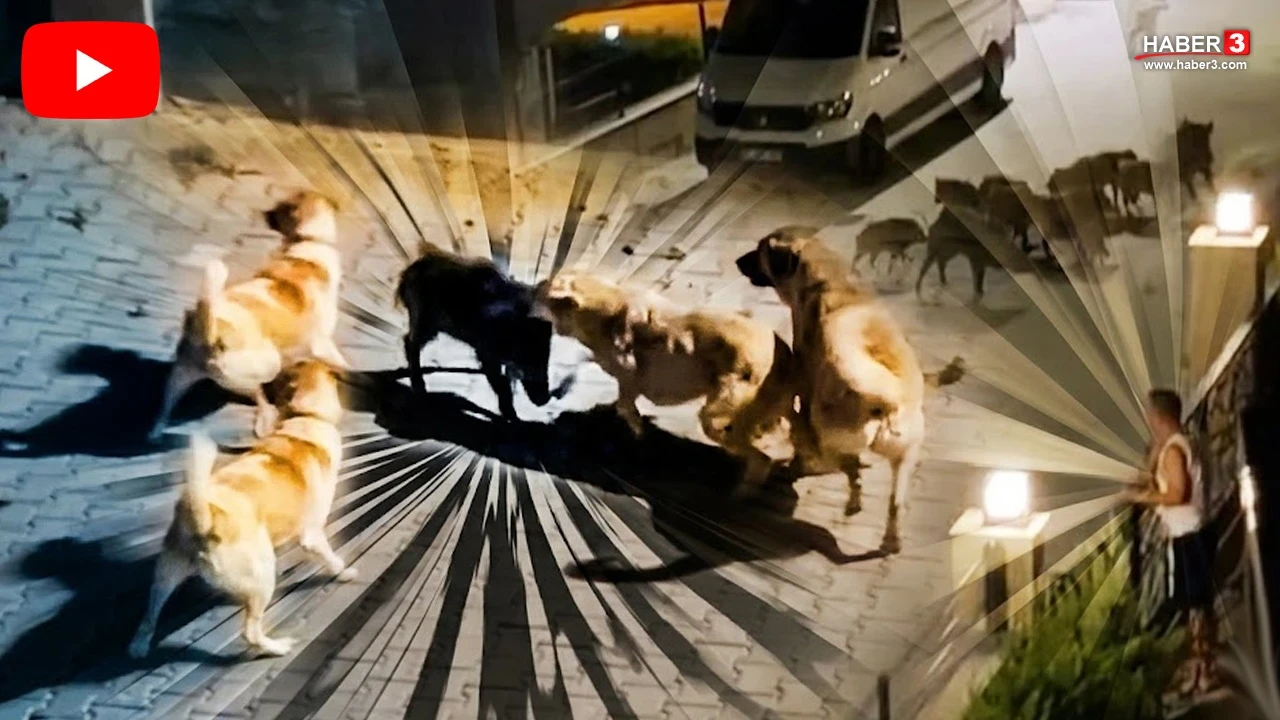 Sivas Kangal'ın saldırdığı yaban domuzunu sürüsü kurtardı!