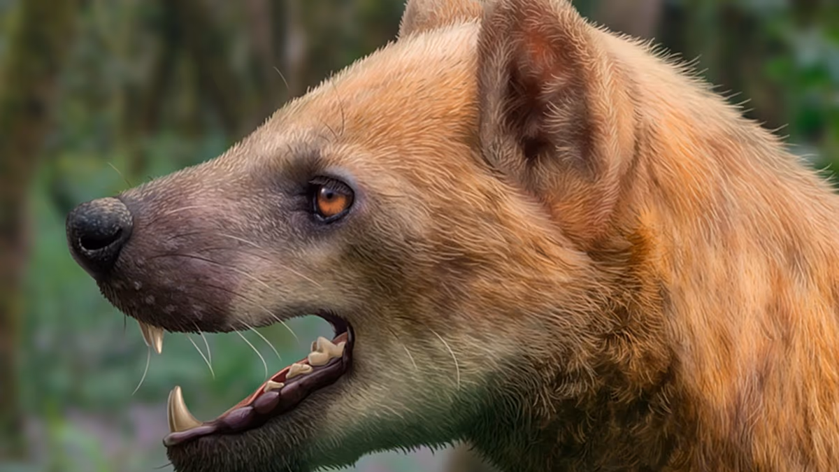 Katalonya'da yeni bir tarihöncesi ayı-köpek türü keşfedildi