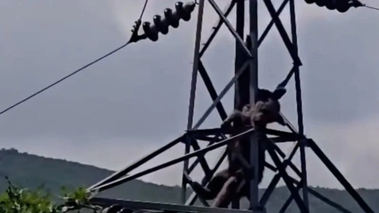 Yer: Trabzon! Elektrik direğindeki ayı görenleri şaşkına çevirdi