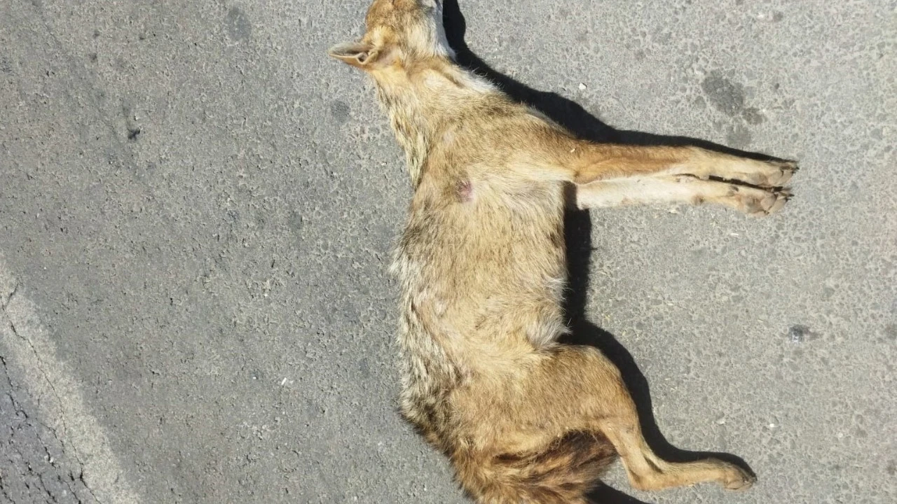 Nesli tükenme tehlikesi altında olan Altın Çakal öldü