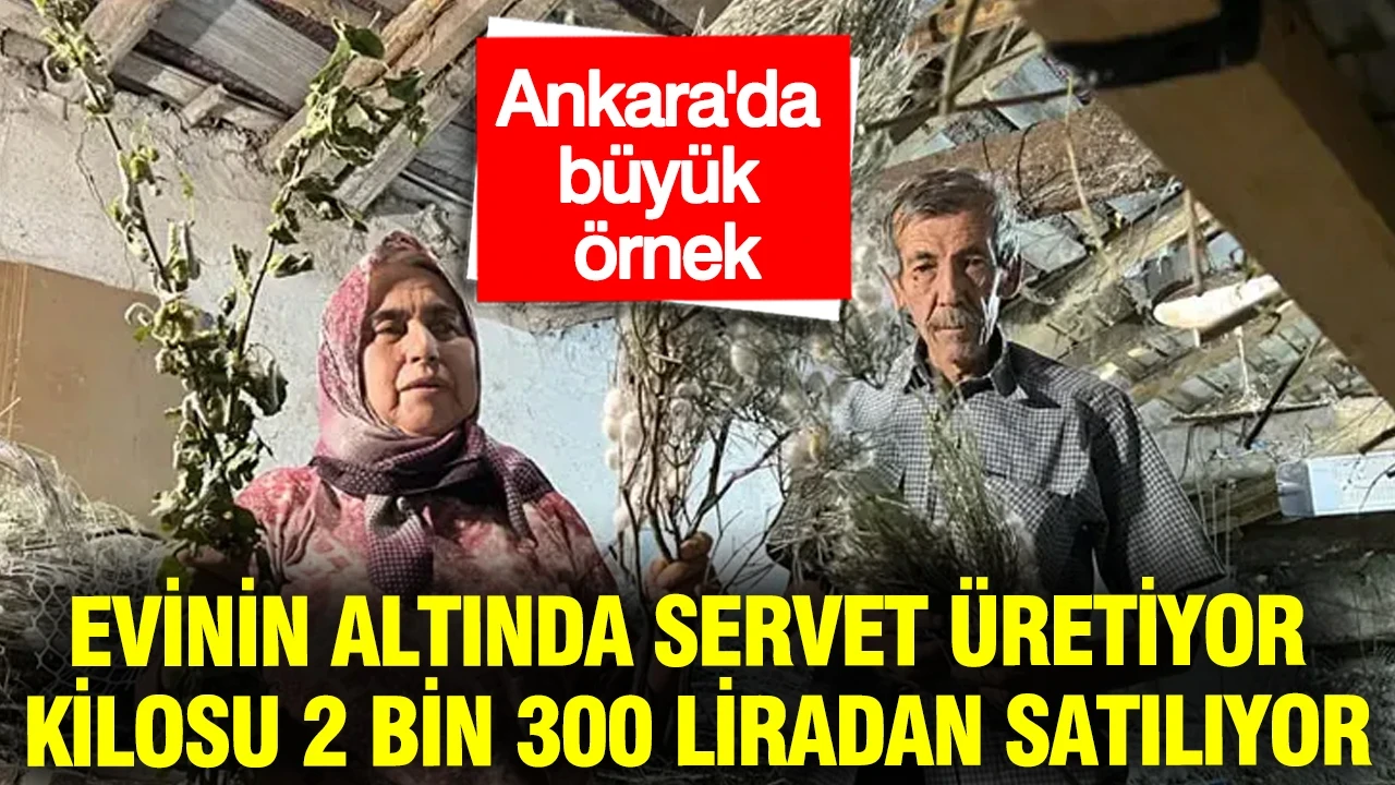 Evinin altında servet üretiyor: Kilosu 2 bin 300 liradan satılıyor