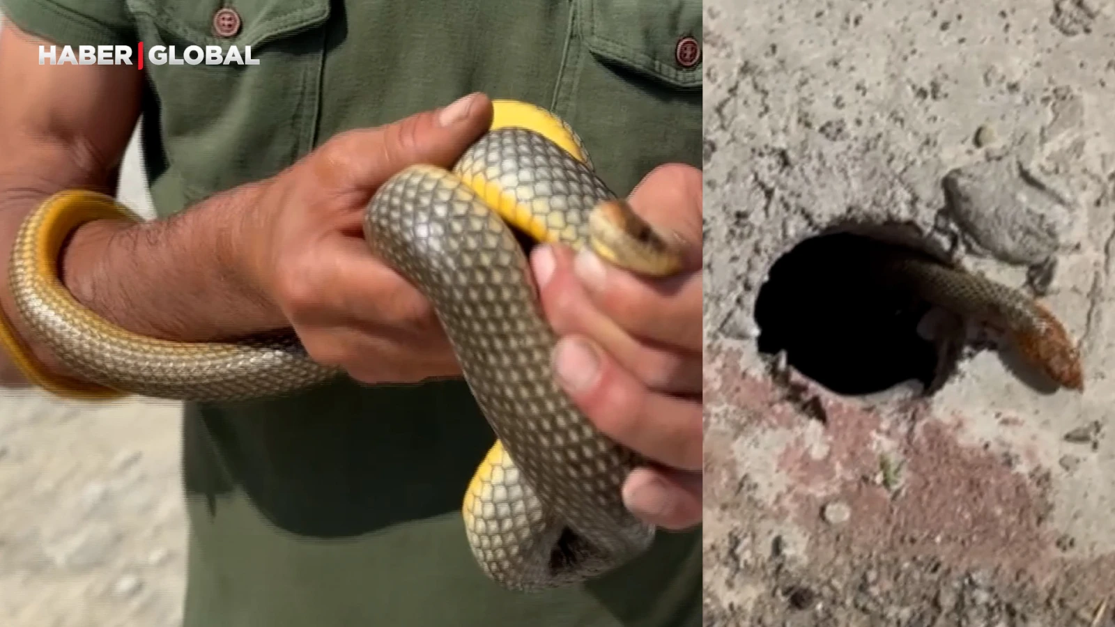 Yılanı deliğinden çıkaran adam, yakalayıp doğaya saldı