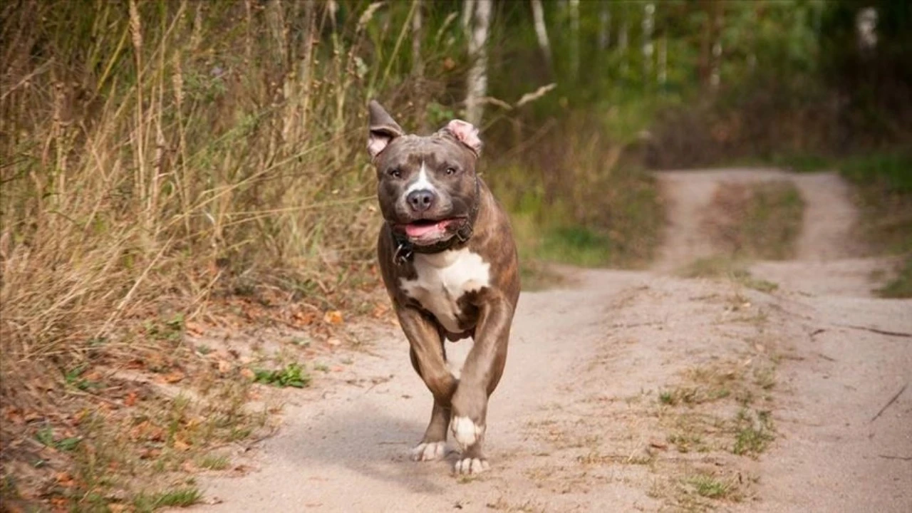 Pitbull'un saldırdığı çocuk öldü