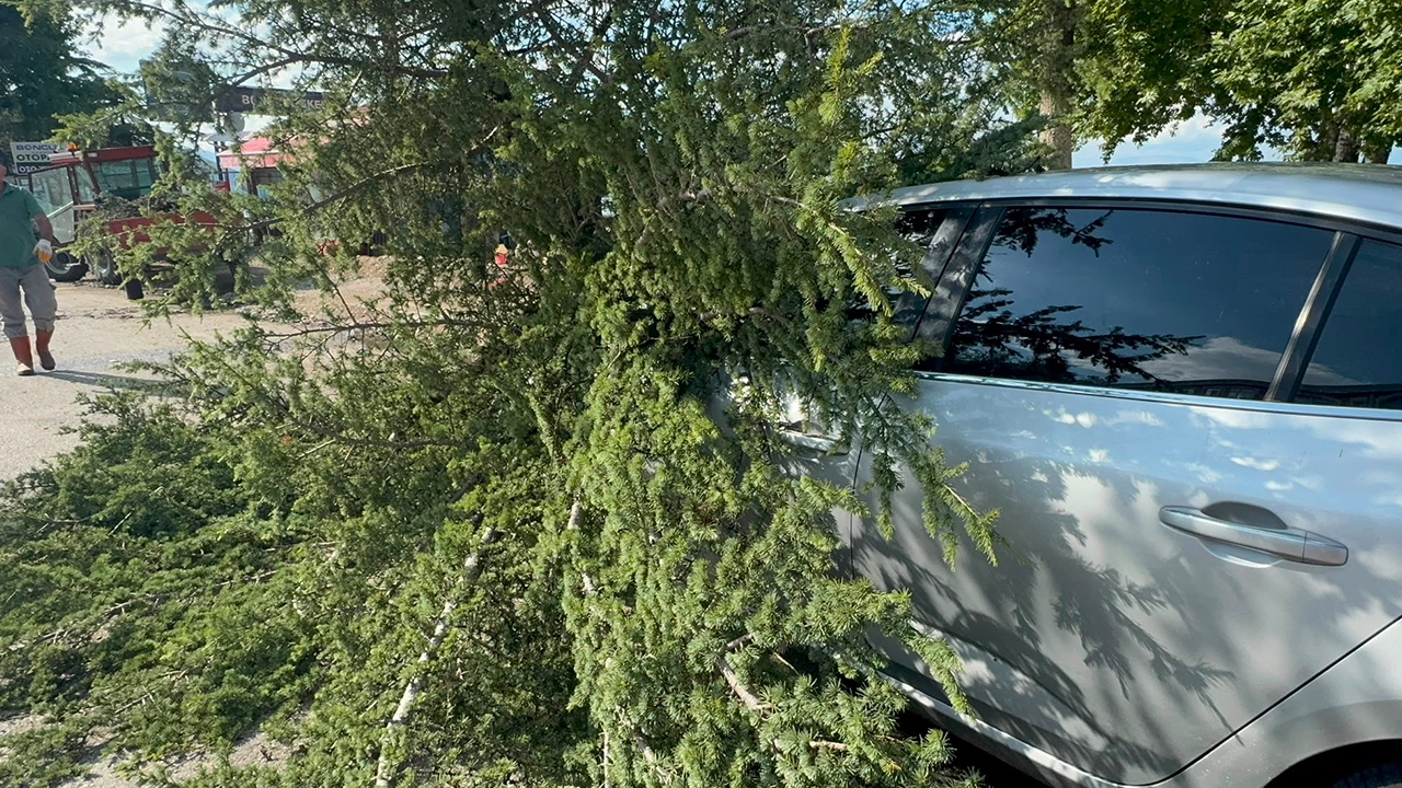 Fırtınada kökünden sökülen ağaç otomobilin üzerine devrildi