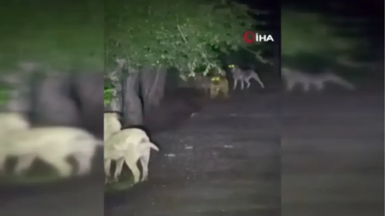Ankara’da ayı ve köpeklerin kavgası kamerada