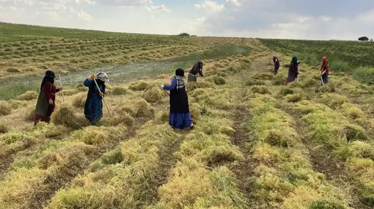 Şanlıurfa'da üreticinin yüzü gülüyor! Tarlalarda bereket fışkırdı: 'Böyle bir yıl görmedik'