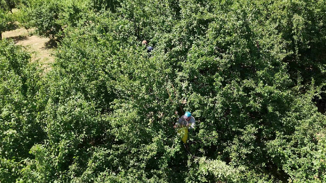 Eşme'nin tescilli lezzeti: Yüksek rekolte fiyatları aşağı çekti