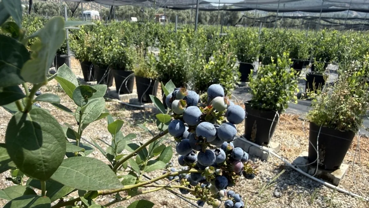 Muğla’da ezber bozan girişim: 16 bin saksıyla servet kazanıyor! Türkiye’nin dört bir yanından geliyorlar