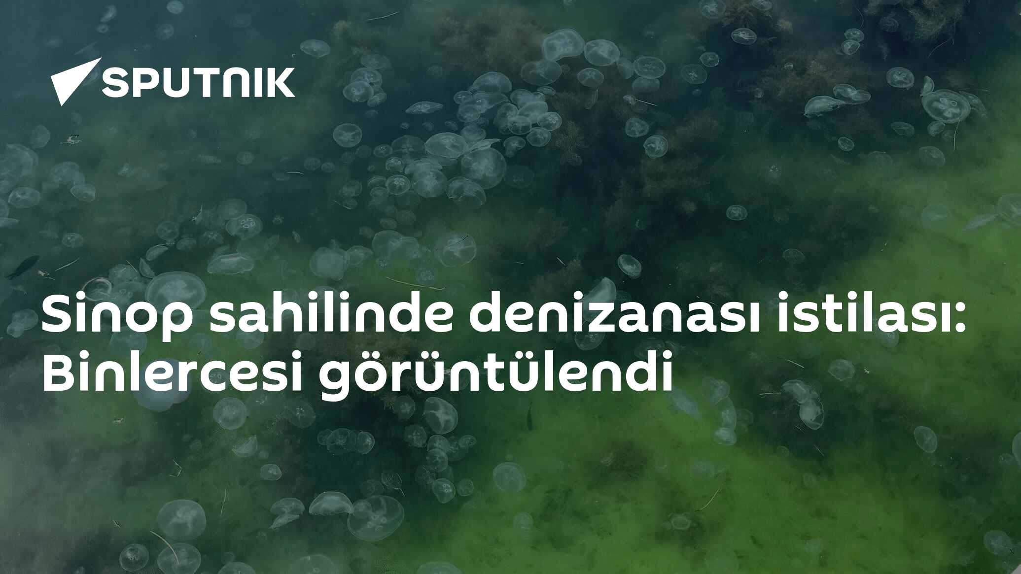 Sinop sahilinde denizanası istilası: Binlercesi görüntülendi