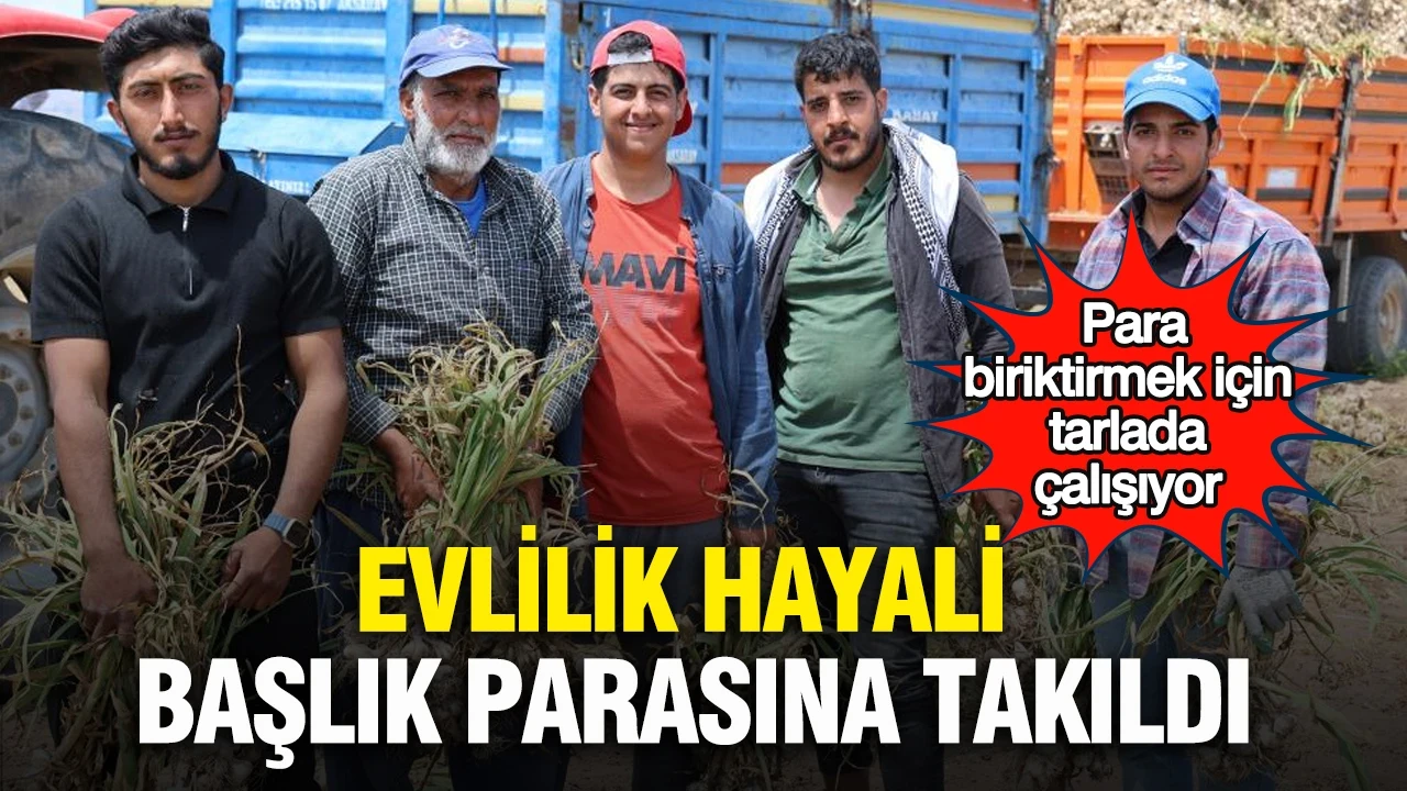 Evlilik hayali başlık parasına takıldı: Para biriktirmek için tarlada çalışıyor