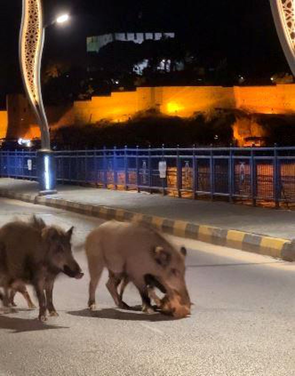 Turizm kentlerini istila eden domuz sorunu her geçen gün büyüyor