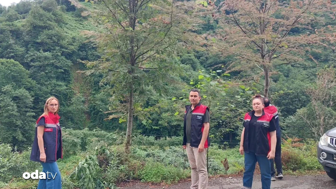Rize Amerikan Beyaz Kelebeği'yle mücadele ediyor