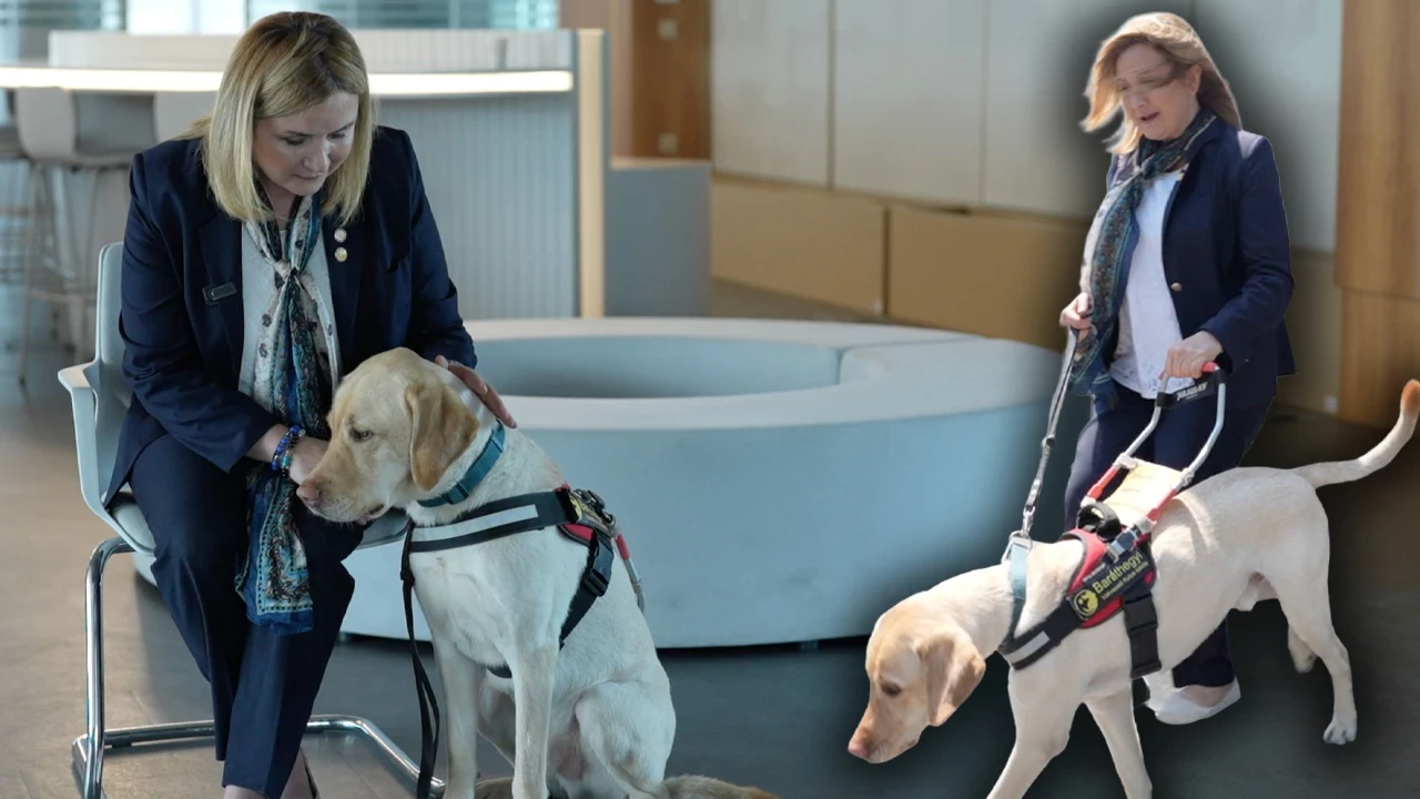 Görme Engellilerin İki Gözü Olan Rehber Köpekler İçin Çağrı: 'Onlar Isırmaz, Bize Engel Olmayın'