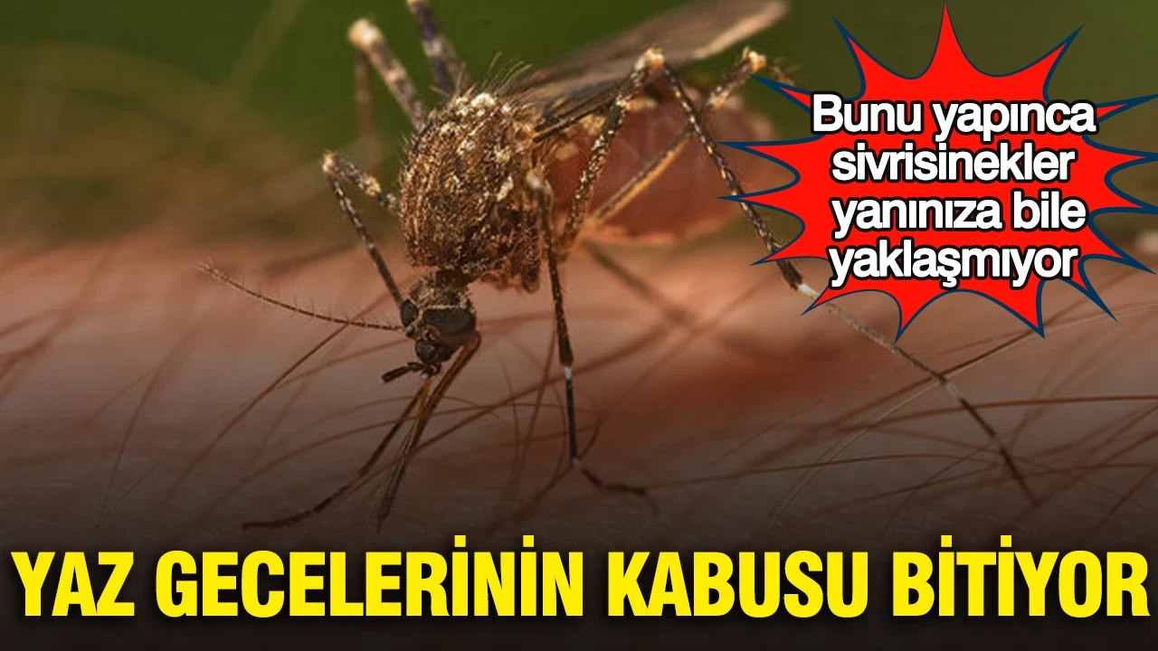 Yaz gecelerinin kabusu bitiyor: Bunu yapınca sivrisinekler yanınıza bile yaklaşmıyor