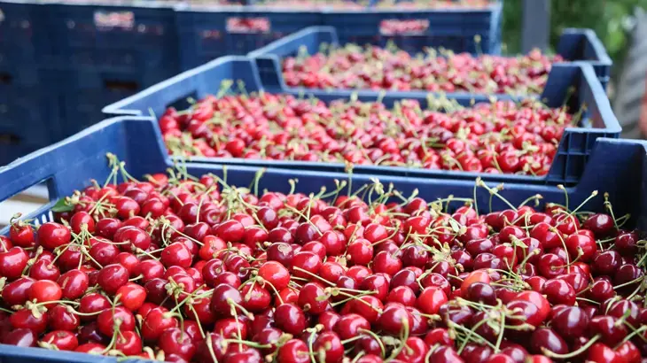 Batı Akdeniz'de 40,6 milyon dolarlık kiraz ve vişne ihracatı yapıldı