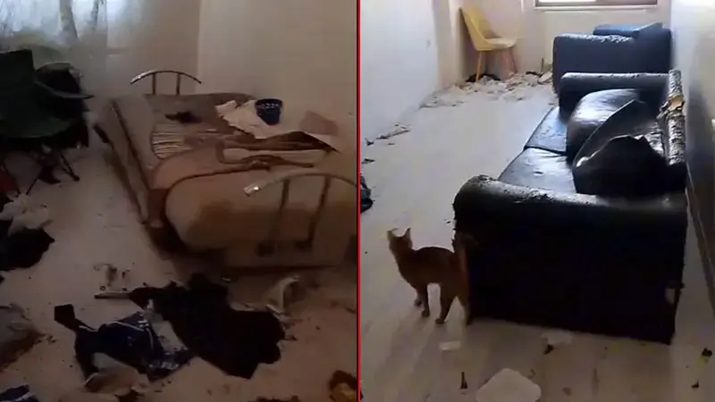 Savcılık kararıyla girilen çöp evdeki 6 kedi koruma altına alındı