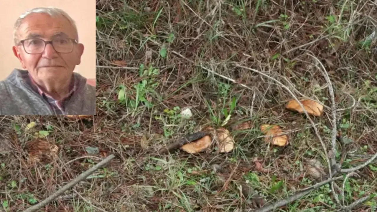 İki gündür aranıyor... Topladığı mantarlar bulundu; kendisinden iz yok