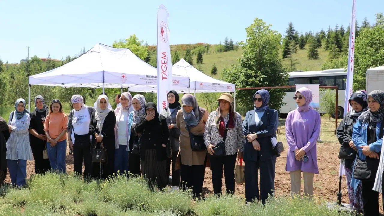 Alpu'da 'Altın Çiçek' hasadı başladı! Kuraklığa meydan okuyor, yüksek kazanç sağlıyor...