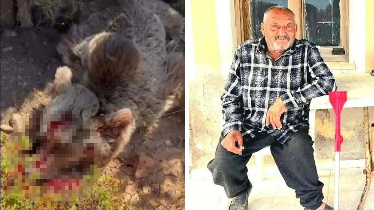 Balkonda uyuyan kişiyi öldüren ayı vuruldu