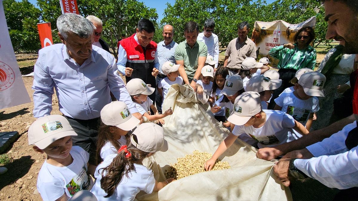 Tut ilçesinde dut hasadı başladı