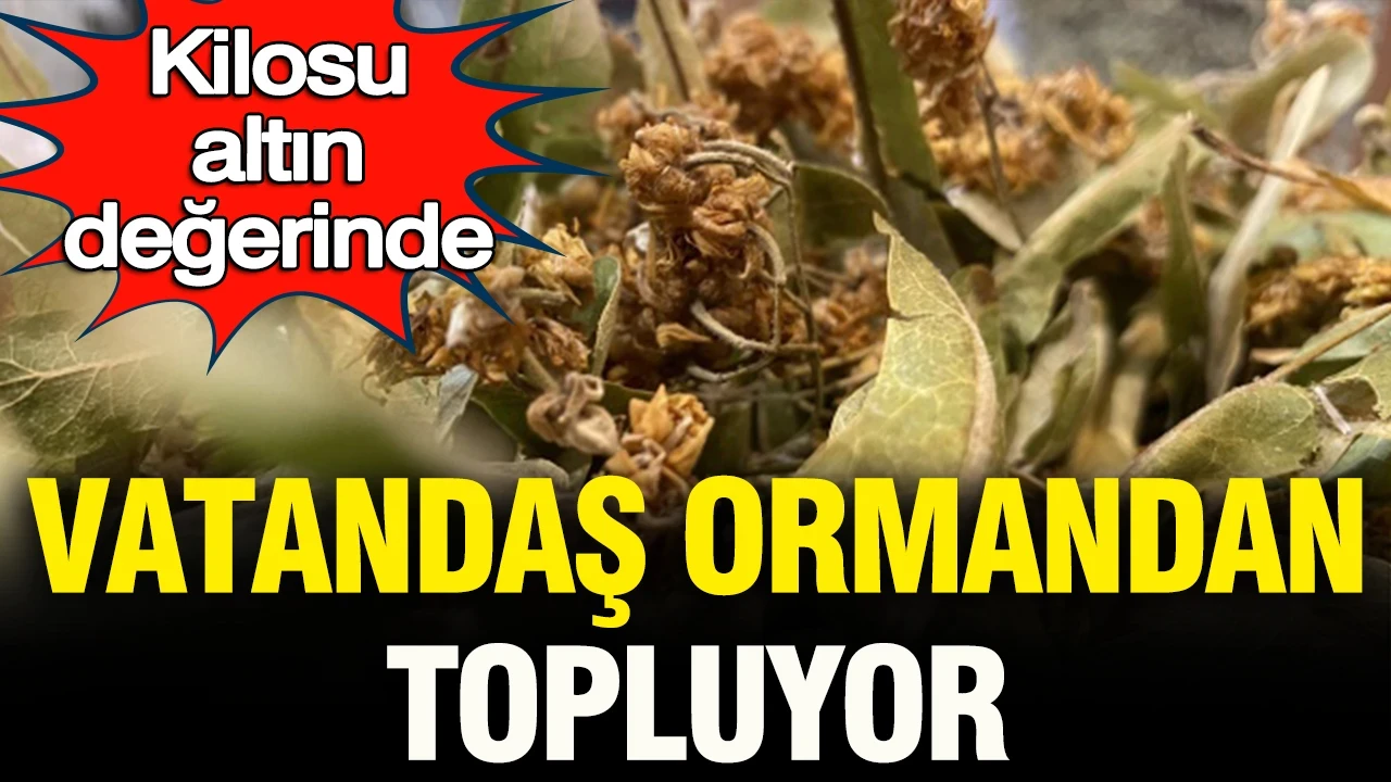 Kilosu altın değerinde: Vatandaş ormandan topluyor