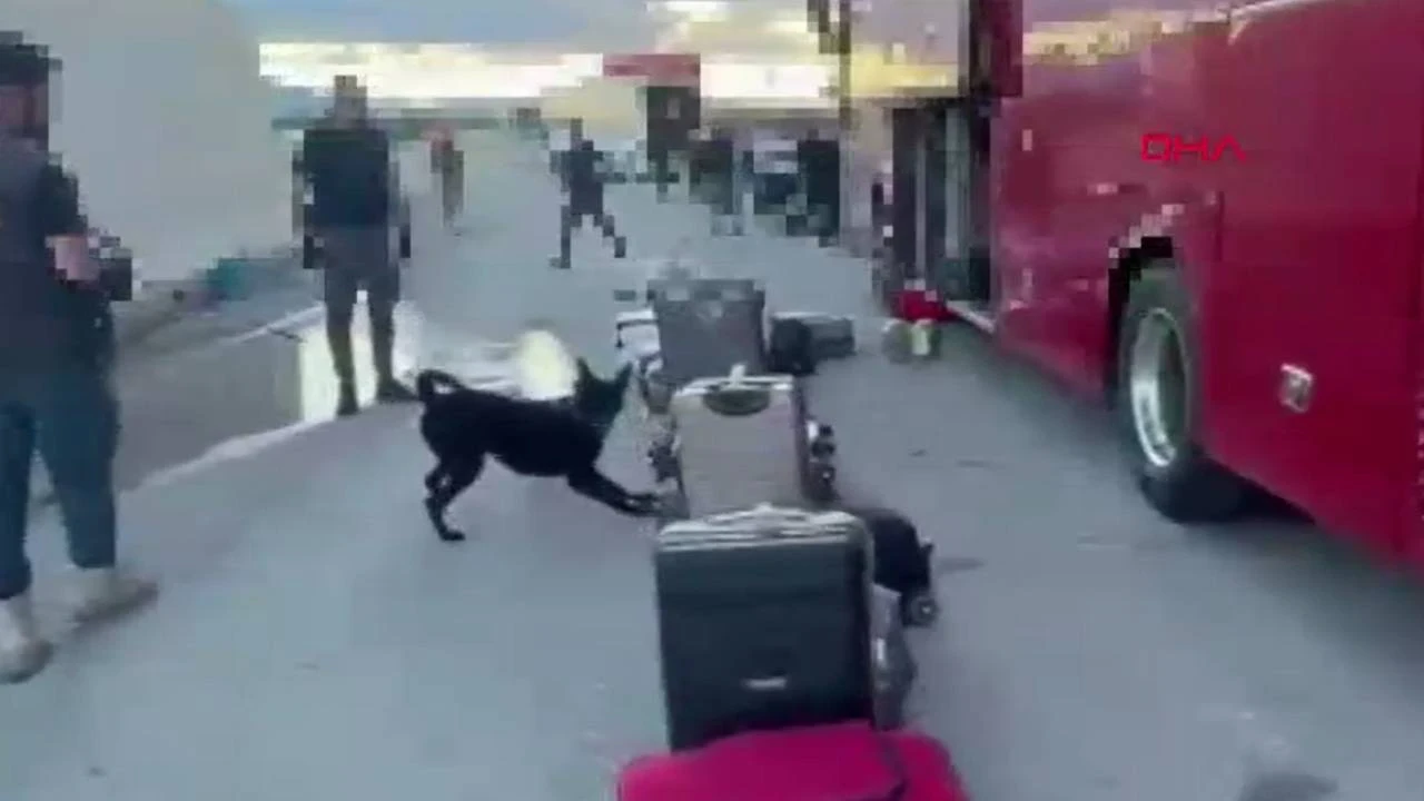 Narkotik köpeği Naz affetmedi: Valizdeki zulayı patlattı