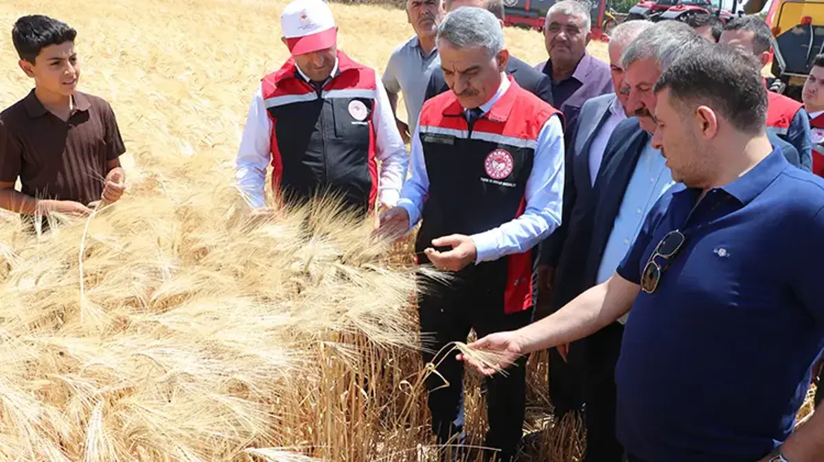 Yozgat’ta yılın ilk hasadı başladı! Rekor verim bekleniyor