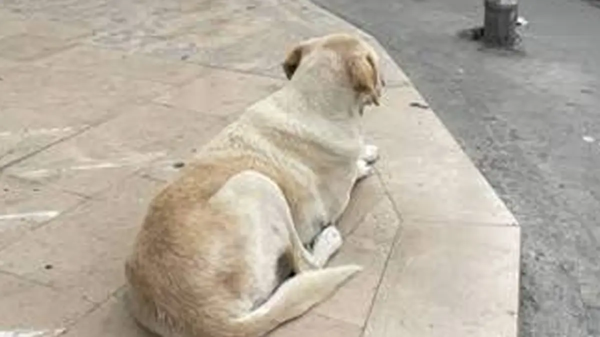Şanlıurfa'da sahipsiz köpek dehşeti! Bakanlık müfettiş görevlendirdi