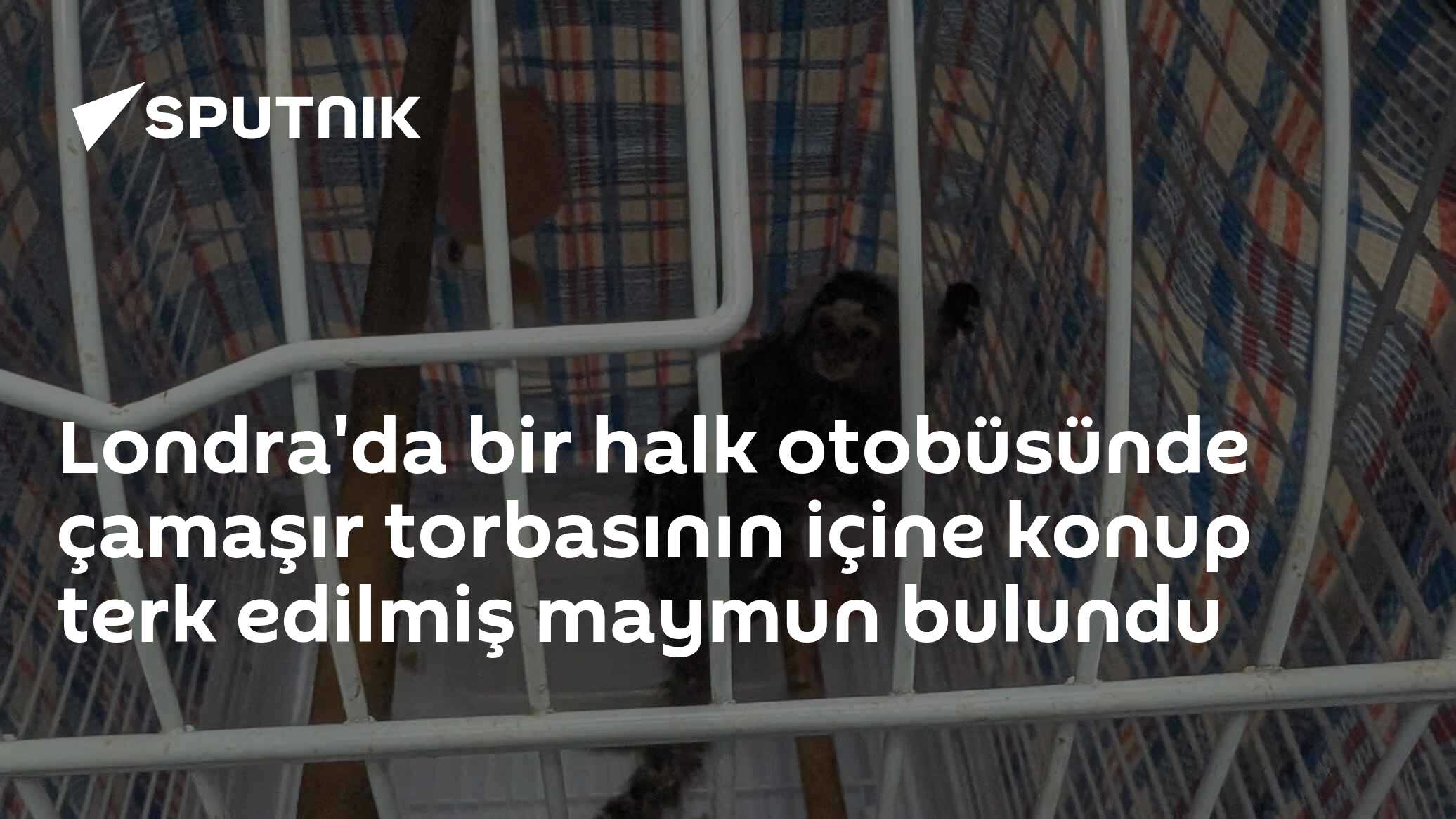 Londra'da bir halk otobüsünde çamaşır torbasının içine konup terk edilmiş maymun bulundu
